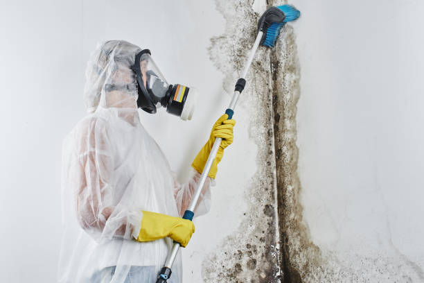 Best Commercial Mold Remediation in USA